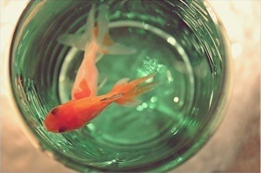 脑子进水的经典句子