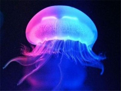 ​微信春节给老婆的祝福语大全集 2025年春节微信祝福语动图