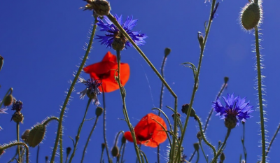 ​怀念离去的人的语录（31句悼念刚逝去的妹妹语句）