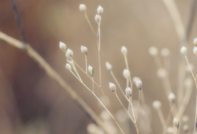 ​花的说说心情短语(花开了怎么发朋友圈)