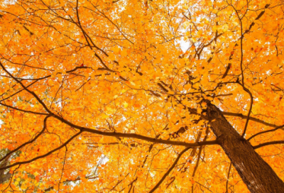 ​男生向女性表白的话(经典)