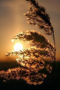 ​让人静心的个性签名