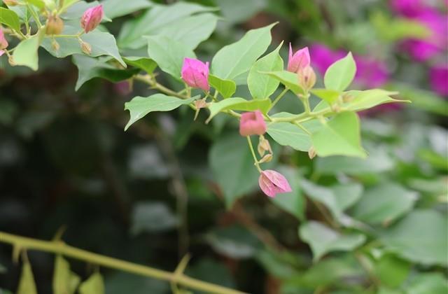 2026年最旺女孩名字有草有水【优选】