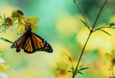 ​最新情人节说说心情短语 情人节来了的心情说说198个