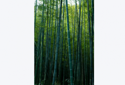 ​形容安静恬淡的意境的句子 【形容安静恬淡的成语】