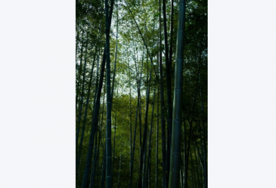 ​发誓戒酒的经典语录 【发誓戒酒经典句子】