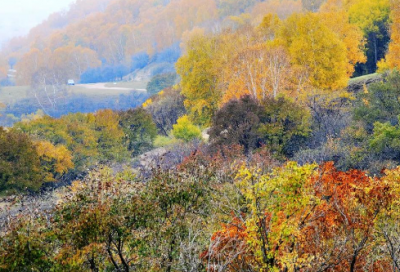 ​动物世界语录 【动物世界语录哲理摘抄】