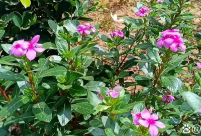 ​广交四海朋友语录 【广交四海是什么意思】