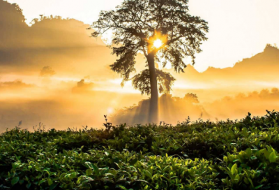 ​关于2026年虎年新春祝福语文案【100句】