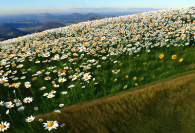 ​2026年圣诞节唯美祝福语