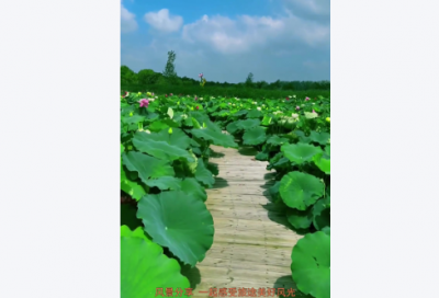 ​三七节祝福语90句