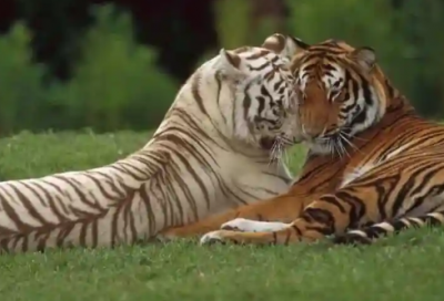 ​2026送给朋友的元宵节祝福语 元宵节祝福语大全